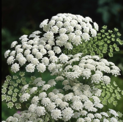 Picture of Ammi - Majus